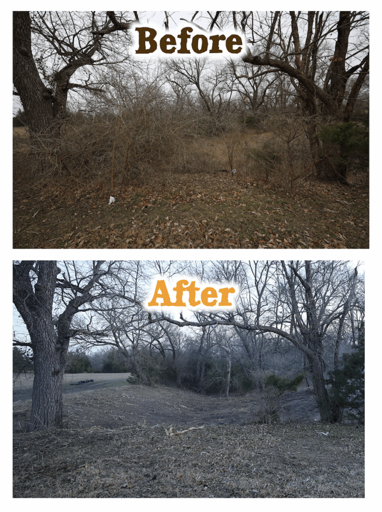 Before and after images of a cleared, overgrown wooded area.